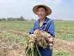 江苏邳州：大蒜产业跑出新型标准化发展之路