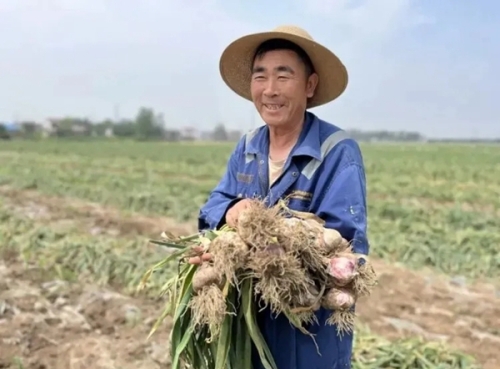 江苏邳州：大蒜产业跑出新型标准化发展之路