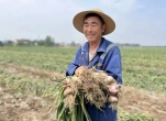 江苏邳州：大蒜产业跑出新型标准化发展之路