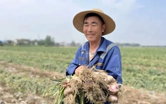江苏邳州：大蒜产业跑出新型标准化发展之路