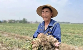 江苏邳州：大蒜产业跑出新型标准化发展之路