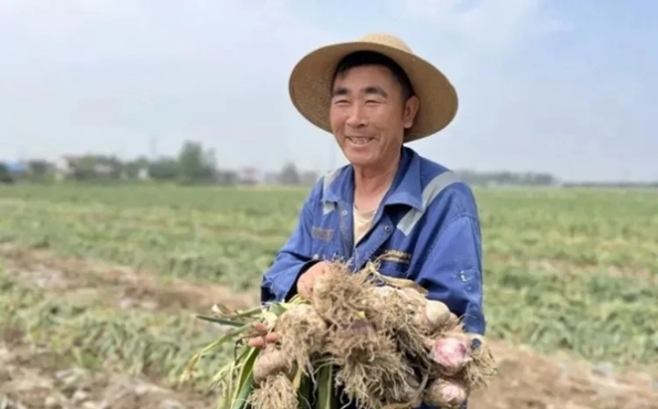江苏邳州：大蒜产业跑出新型标准化发展之路