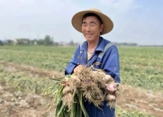 江苏邳州：大蒜产业跑出新型标准化发展之路