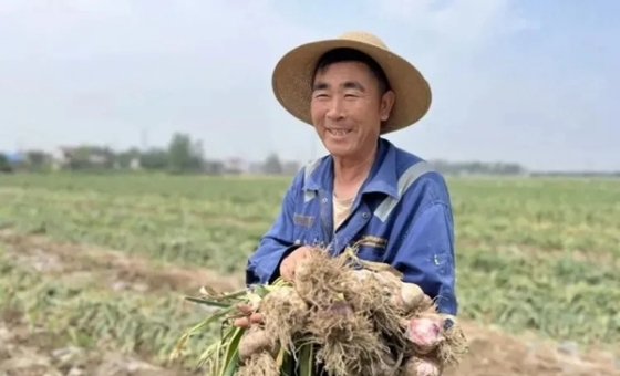 江苏邳州：大蒜产业跑出新型标准化发展之路
